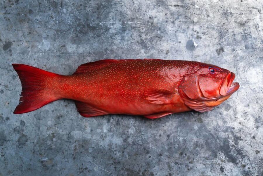 Blue Reef Coral Grouper