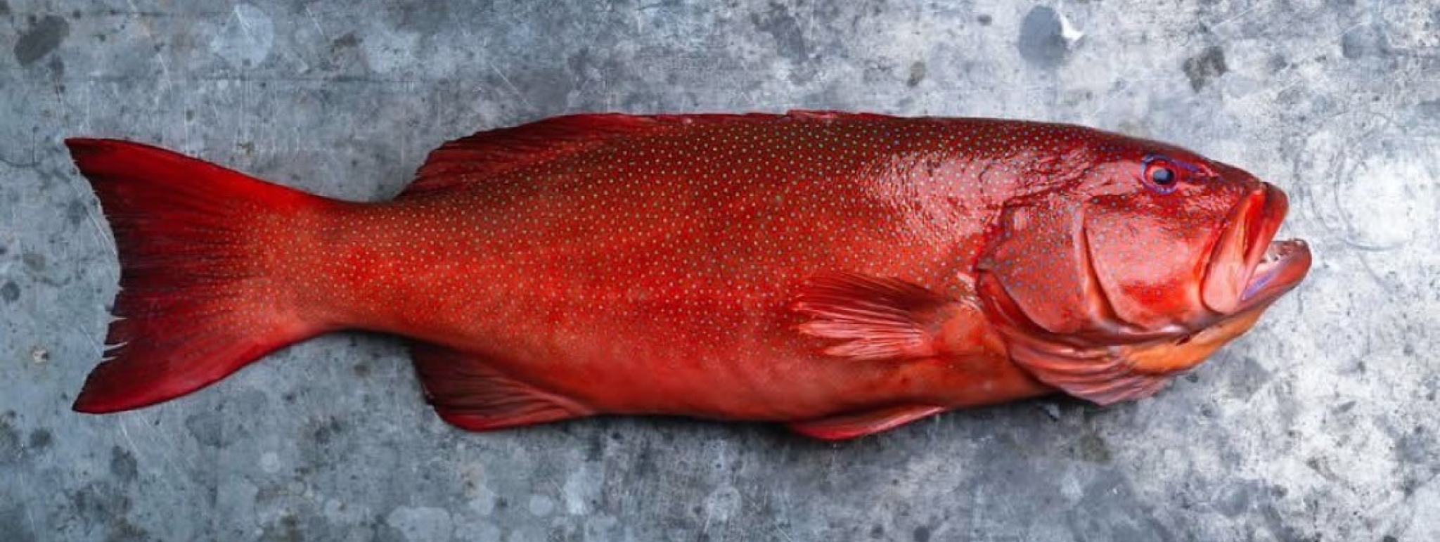 Premium Whitefish Image