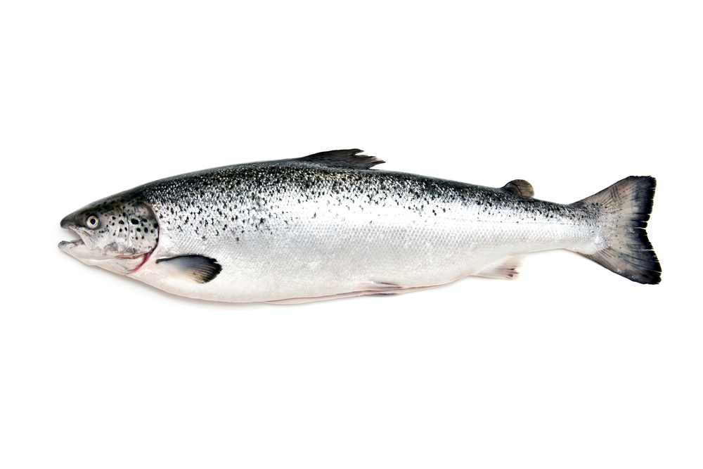 Atlantic Salmon