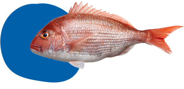 Banner Fish Image