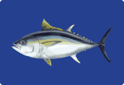 Bigeye Tuna Image