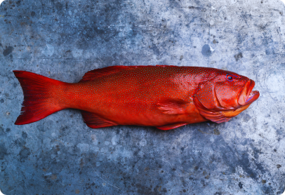 Coral Grouper