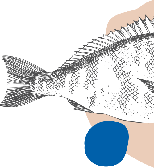 Fish Generic Image