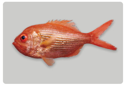 Golden Alfonsino