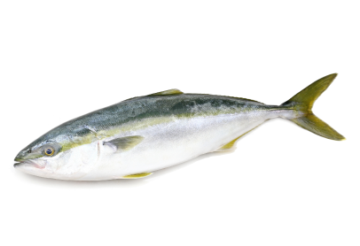 Hamachi Image