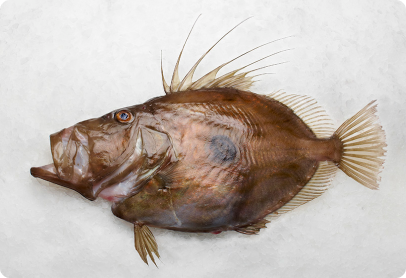 John Dory