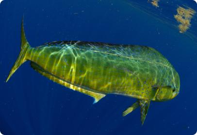 Mahi Mahi