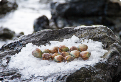 NZ Cockles