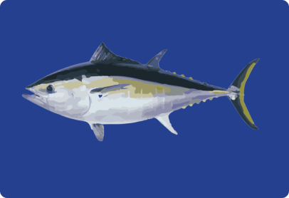 Southern Bluefin Tuna Image