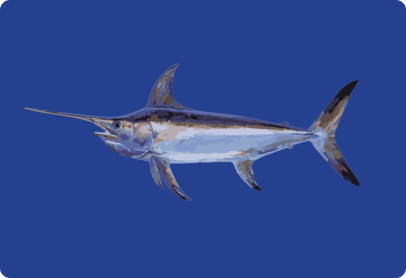 Swordfish Image