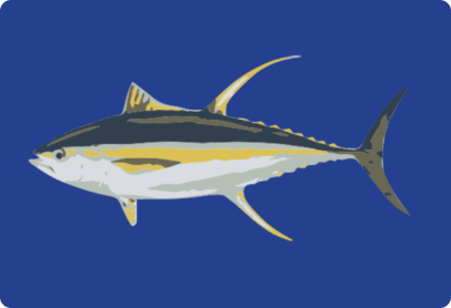 Yellowfin Tuna Image