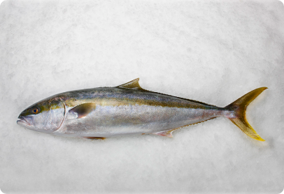 Yellowtail-Kingfish