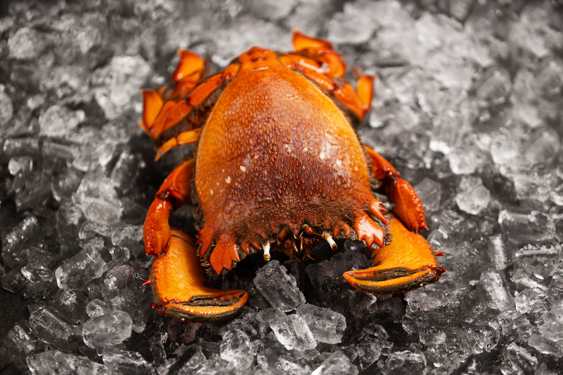 Fraser Isle Spanner Crab