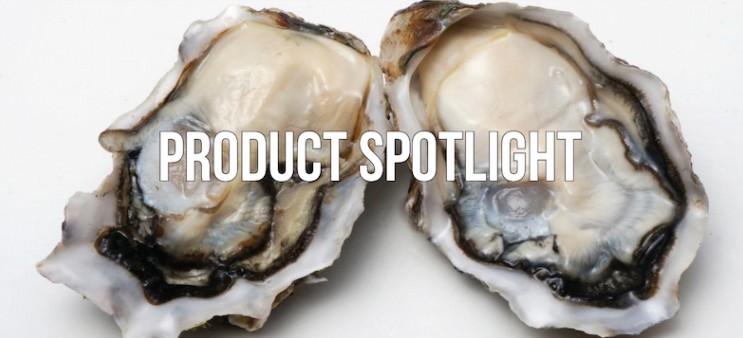 NZ Kaipara Oysters